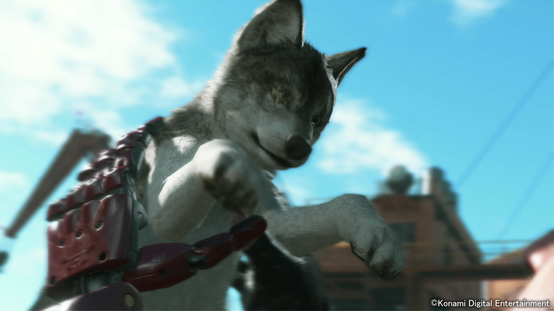 DD, le chien de Big Boss, s'illustre en images